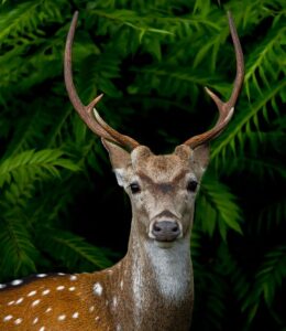 nelliyampathy forest resorts
