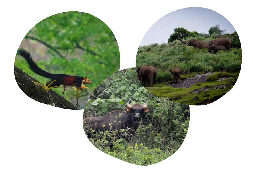 nelliyampathy stay in forest