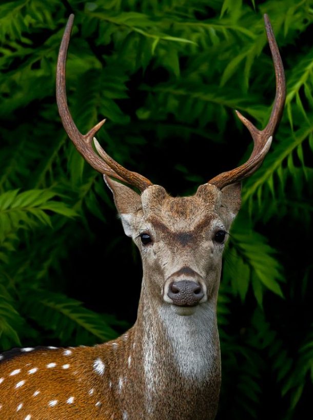 nelliyampathy forest resorts